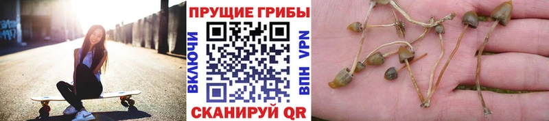 Псилоцибиновые грибы Psilocybine cubensis Ярцево
